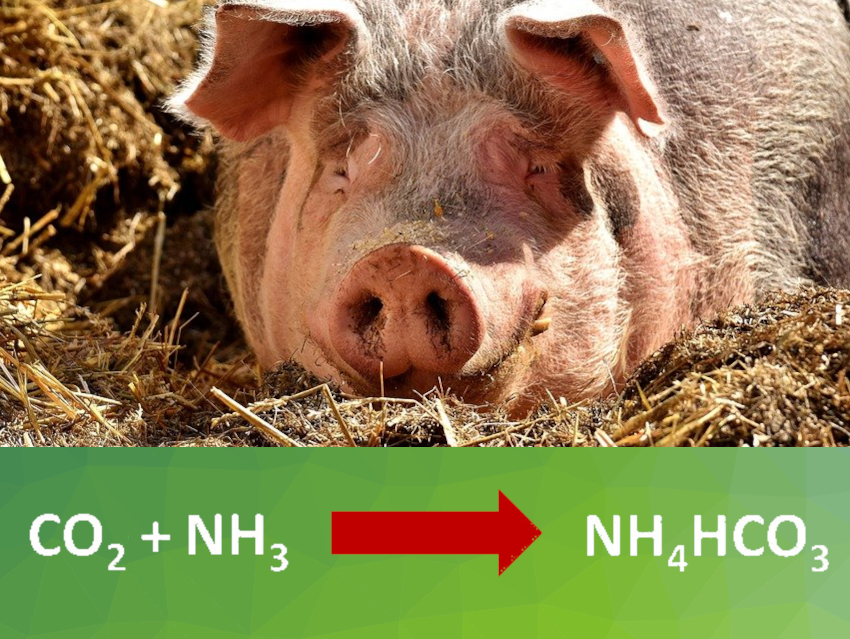 Ammonia from Pig Farm Air Turned into Fertilizer