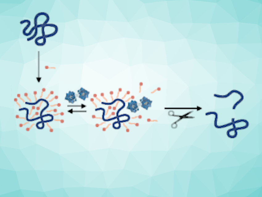 Polyoxometalates Used for the Hydrolysis of Insoluble Proteins