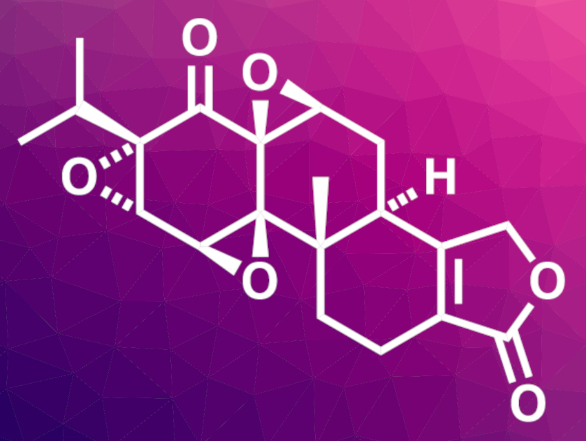 Scalable Total Synthesis of (−)-Triptonide