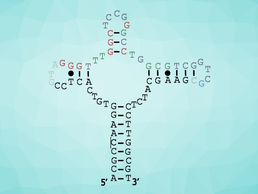 A Universal DNA Aptamer for SARS-CoV-2 Detection