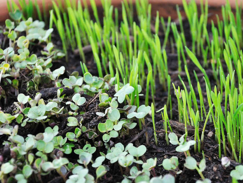 Nutrients in Kale and Broccoli Microgreens Studied