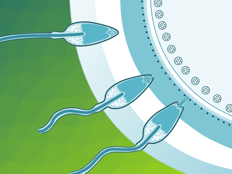 Protein Levels Related to Fertility in Men Affected by COVID-19